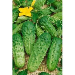 Огірок "Альянс" F1 100 с, Бейо (Bejo)