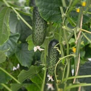 Огірок "Атік" F1 100 с, Бейо (Bejo)