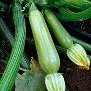 Кабачок Супер Донія F1 - 500 семена (Clause)