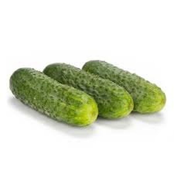 Огірок Шакті F1 - 1000 с (Rijk Zwaan) Огірок Шакті F1 - 1000 с (Rijk Zwaan)