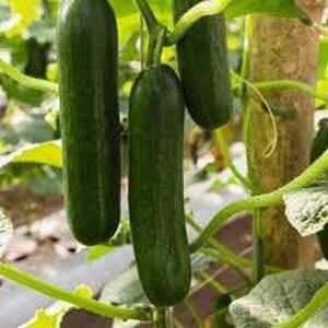 Огірок "Яні" F1 500 с. Рік Цваан, (Rijk Zwaan)