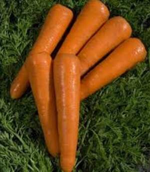 Морква "Октаво" F1 VD 100000 с. (фракц.1,8-2,0) Vilmorin