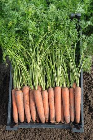 Морква "Олімп" F1 100 000 с. (фракц.1,8-2,0) Vilmorin