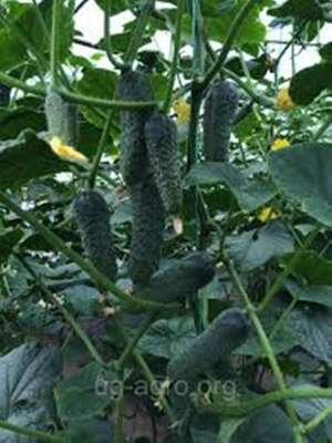Огірок "Лютояр" F1 500с. (Yuksel Seeds)