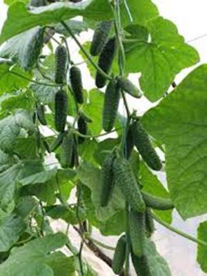 Огірок КС 90 F1 (Ніборі) 500 нас. (Kitano Seeds) Огірок КС 90 F1 (Ніборі) 500 нас. (Kitano Seeds)