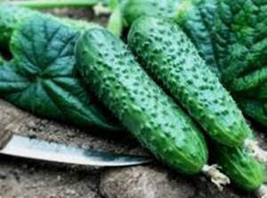 Огірок "Солон" F1 2500 с. (Yuksel Seeds) Огірок "Солон" F1 2500 с. (Yuksel Seeds)