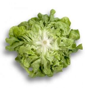 Салат "Кітонія/Kitonia" 1000 с. Рік Цваан, (Rijk Zwaan)