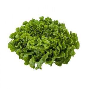 Салат "Анконі/Anconi" 5000 с. Рік Цваан, (Rijk Zwaan)