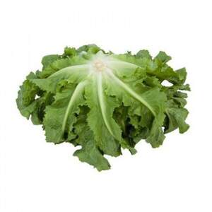 Салат "Анконі/Anconi" 5000 с. Рік Цваан, (Rijk Zwaan)