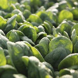 Шпинат "Тукан/Toucan" F1 25 000 с. Рік Цваан, (Rijk Zwaan)