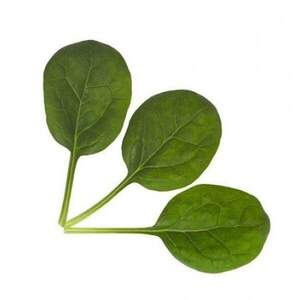 Шпинат "Тукан/Toucan" F1 25 000 с. Рік Цваан, (Rijk Zwaan)