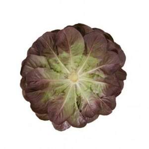 Салат "Клі/Klєє" 5000 драже. Рік Цваан, (Rijk Zwaan)