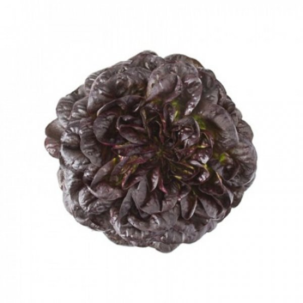 Салат "Гоген" 5000 драже. Рік Цваан, (Rijk Zwaan) Салат "Гоген" 5000 драже. Рік Цваан, (Rijk Zwaan)