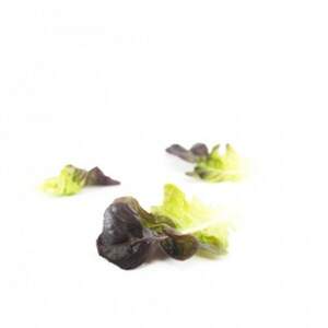 Салат "Ксандра / Xandra" 5000 драже. Рік Цваан, (Rijk Zwaan) Салат "Ксандра / Xandra" 5000 драже. Рік Цваан, (Rijk Zwaan)