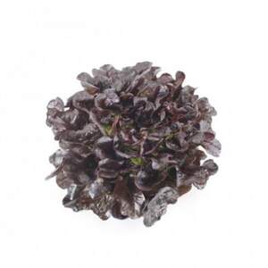 Салат "Ксандра / Xandra" 1000 драже. Рік Цваан, (Rijk Zwaan)