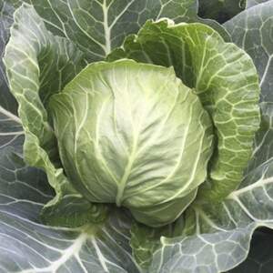 Капуста "Зарісіма F1/Zarissima RZ" F1 калібр. 1000 с. Рік Цваан, (Rijk Zwaan)