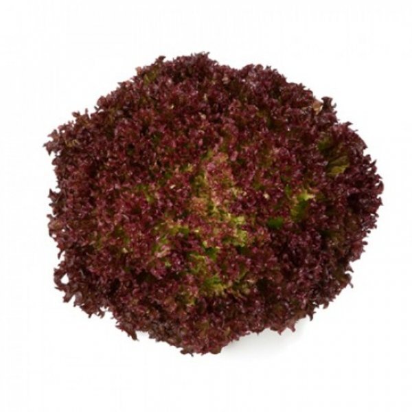 Салат Салат