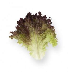 Салат "Кавернет/Kavernet" 5000 драже. Рік Цваан, (Rijk Zwaan) Салат "Кавернет/Kavernet" 5000 драже. Рік Цваан, (Rijk Zwaan)