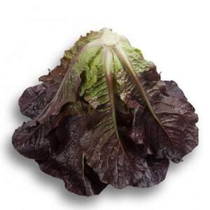 Салат "Турінус / Thurinus" 1000 драже. Рік Цваан, (Rijk Zwaan)