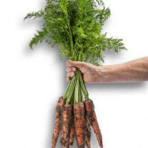 Морква "Вармія" F1 (1,8-2,0 мм) 100 000с. Рійк Цваан, (Rijk Zwaan)