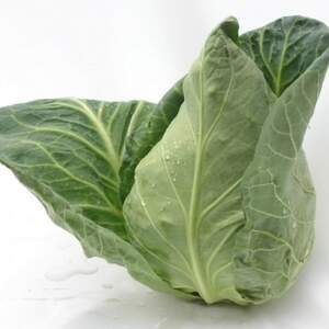 Капуста "Сонсма" F1 (Sonsma F1) конічна - 2 500 насінин (Rijk Zwaan)