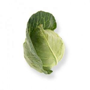 Капуста Капуста