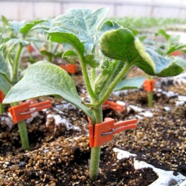 Підщепа Кобальт F1 1000 насінин (Rijk Zwaan) Підщепа Кобальт F1 1000 насінин (Rijk Zwaan)