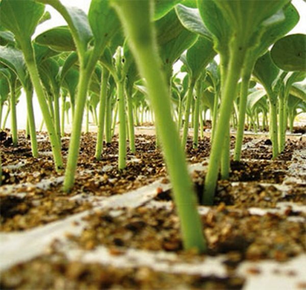 Підщепа Пелопс F1 1000 насінин (Rijk Zwaan) Підщепа Пелопс F1 1000 насінин (Rijk Zwaan)