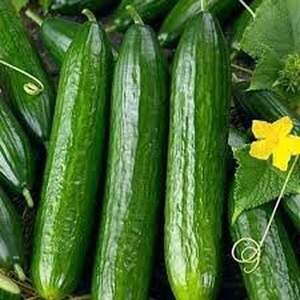 Огірок "Мертус" F1 1000 насінин (Rijk Zwaan)
