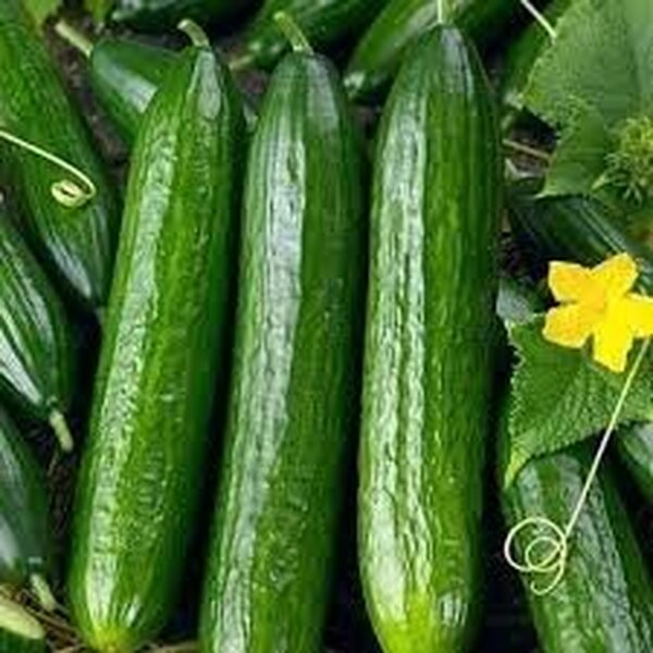 Огірок Огірок