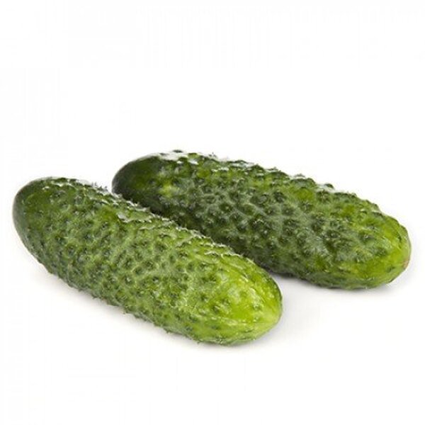 Огірок «Аркуш» F1 1 000с. Рійк Цваан/(Rijk Zwaan) Огірок «Аркуш» F1 1 000с. Рійк Цваан/(Rijk Zwaan)