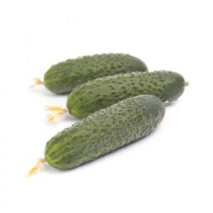 Огірок "Ромара" F1 1 000с. Рійк Цваан/(Rijk Zwaan)