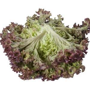 Салат Салат