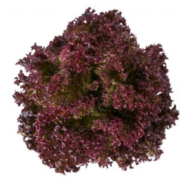 Салат "Сатін/Satine" 5 000 с. Рійк Цваан/(Rijk Zwaan) Салат "Сатін/Satine" 5 000 с. Рійк Цваан/(Rijk Zwaan)