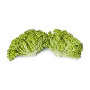 Салат "Лугано/Lugano" 5 000 с. Рійк Цваан/(Rijk Zwaan) Салат "Лугано/Lugano" 5 000 с. Рійк Цваан/(Rijk Zwaan)