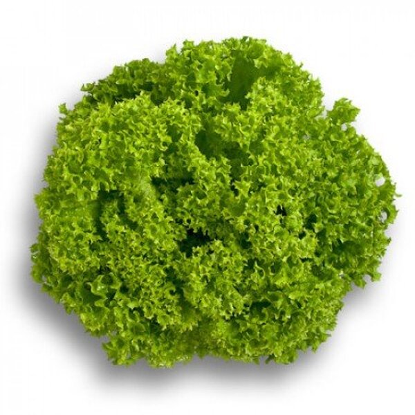 Салат "Лозано/Lozano" 5000 драже. Рік Цваан, (Rijk Zwaan) Салат "Лозано/Lozano" 5000 драже. Рік Цваан, (Rijk Zwaan)