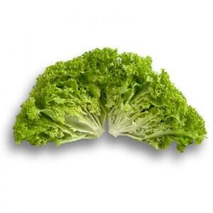 Салат "Лозано/Lozano" 5000 драже. Рік Цваан, (Rijk Zwaan) Салат "Лозано/Lozano" 5000 драже. Рік Цваан, (Rijk Zwaan)