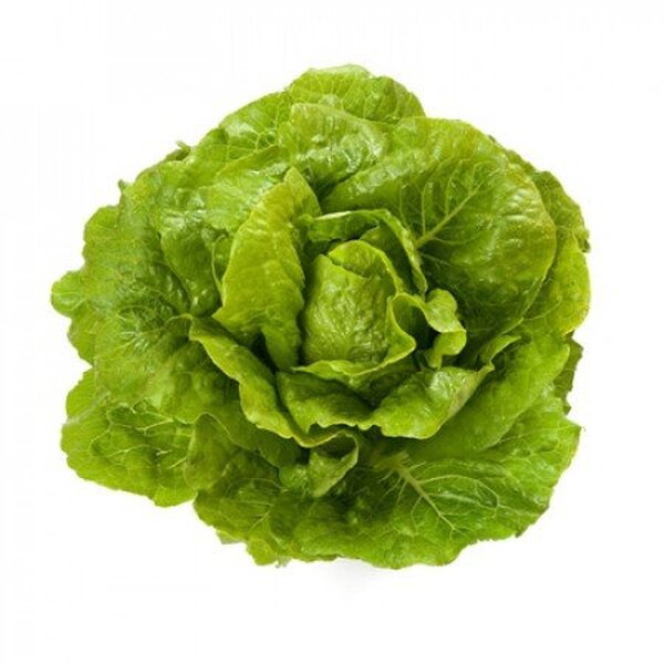 Салат "Октавіус/Octavius" 1000 драже. Рік Цваан, (Rijk Zwaan) Салат "Октавіус/Octavius" 1000 драже. Рік Цваан, (Rijk Zwaan)