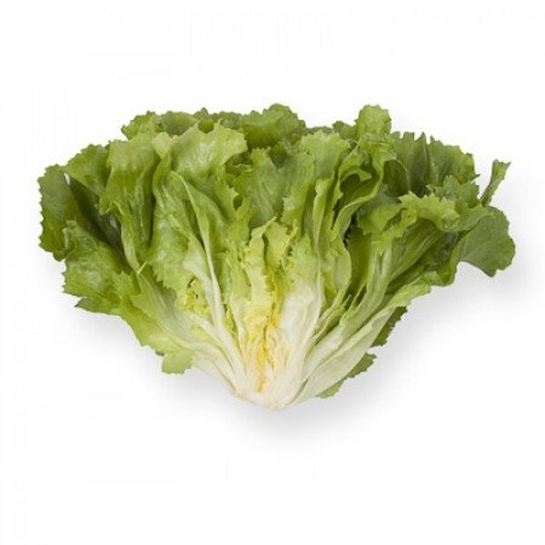 Салат "Сейшел / Seychel" 1000 драже. Рік Цваан, (Rijk Zwaan) Салат "Сейшел / Seychel" 1000 драже. Рік Цваан, (Rijk Zwaan)