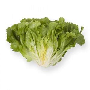 Салат "Сейшел / Seychel" 1000 драже. Рік Цваан, (Rijk Zwaan)