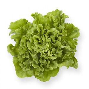 Салат "Сейшел / Seychel" 1000 драже. Рік Цваан, (Rijk Zwaan) Салат "Сейшел / Seychel" 1000 драже. Рік Цваан, (Rijk Zwaan)