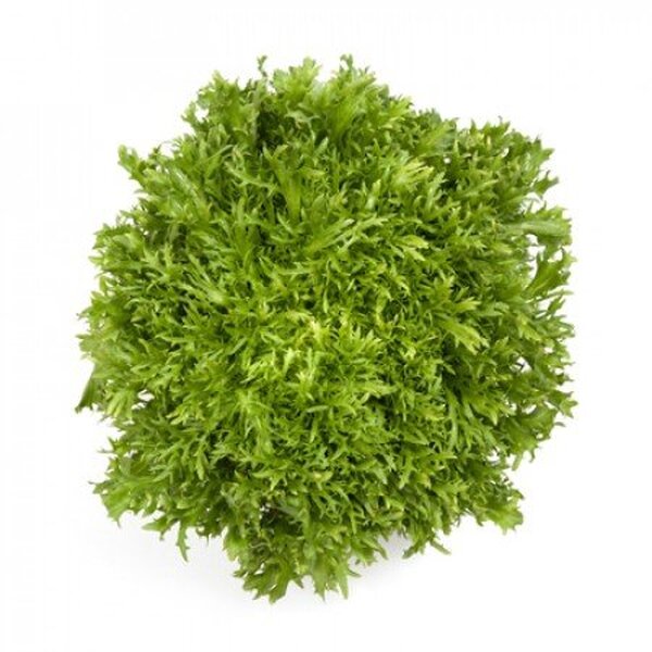 Салат "Корбі / Korbi" 1000 драже. Рік Цваан, (Rijk Zwaan) Салат "Корбі / Korbi" 1000 драже. Рік Цваан, (Rijk Zwaan)