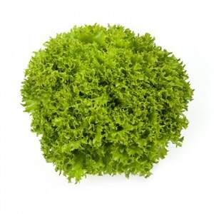 Салат "Експлор/Explore" 1000 с. Рік Цваан, (Rijk Zwaan)