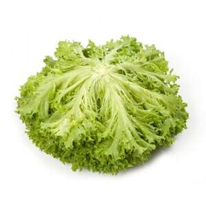 Салат "Експлор/Explore" 1000 с. Рік Цваан, (Rijk Zwaan)