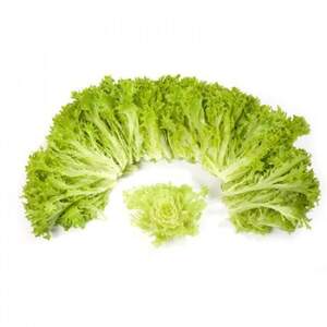 Салат "Експлор/Explore" 1000 с. Рік Цваан, (Rijk Zwaan)