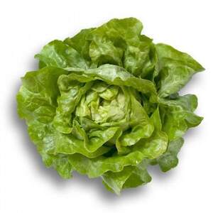 Салат "Джиска / Jiska" 5000 с. Рік Цваан, (Rijk Zwaan)