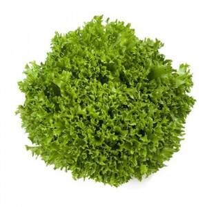 Салат "Експедишн / Expidition" 5000 с. Рік Цваан, (Rijk Zwaan)