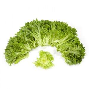 Салат "Експедишн / Expidition" 5000 с. Рік Цваан, (Rijk Zwaan) Салат "Експедишн / Expidition" 5000 с. Рік Цваан, (Rijk Zwaan)