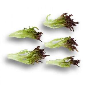 Салат "Вінтекс / Wintex" 1000 с. Рік Цваан, (Rijk Zwaan)