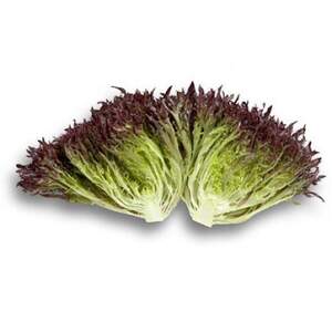 Салат "Вінтекс / Wintex" 1000 с. Рік Цваан, (Rijk Zwaan)